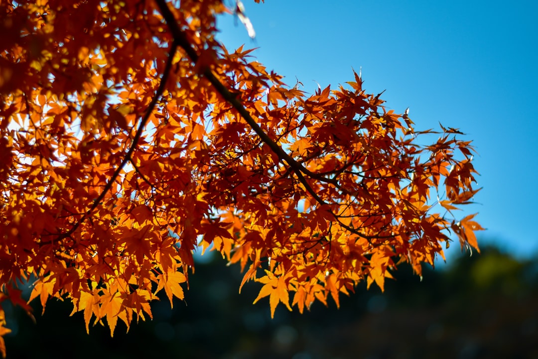 Blazing Paths: Harnessing the Power of Fire in Japanese Culture